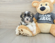 5 week old Havashu Puppy For Sale - Simply Southern Pups
