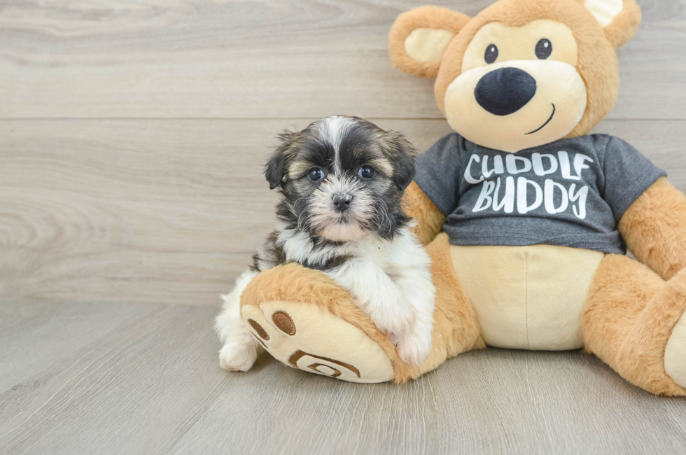 6 week old Havashu Puppy For Sale - Simply Southern Pups