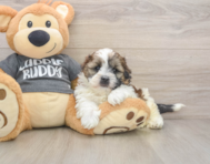 5 week old Havashu Puppy For Sale - Simply Southern Pups