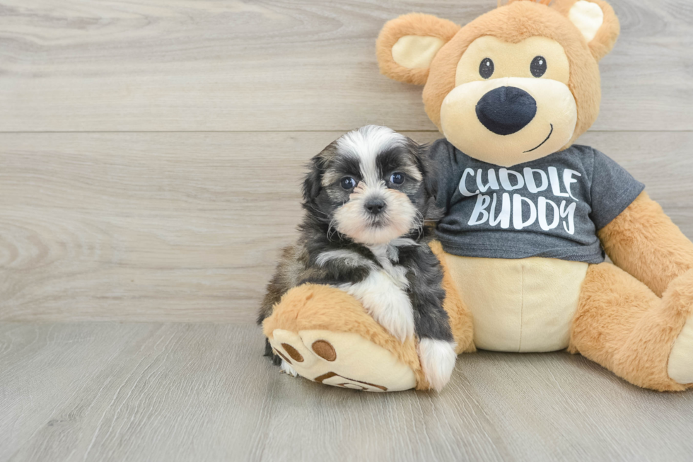 Adorable Havanese Shih Tzu Mix Designer Puppy