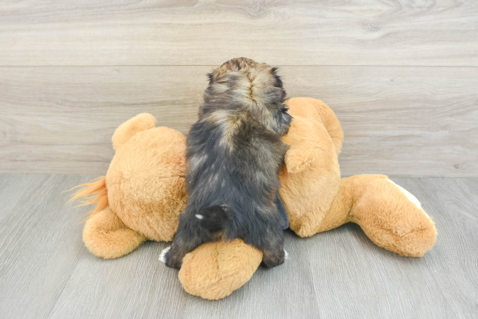 Little Havanese Shih Tzu Mix Designer Puppy