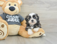 5 week old Havashu Puppy For Sale - Simply Southern Pups