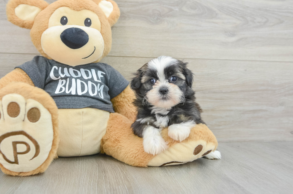 6 week old Havashu Puppy For Sale - Simply Southern Pups