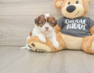 5 week old Havashu Puppy For Sale - Simply Southern Pups