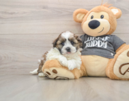 5 week old Havashu Puppy For Sale - Simply Southern Pups