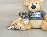5 week old Havashu Puppy For Sale - Simply Southern Pups