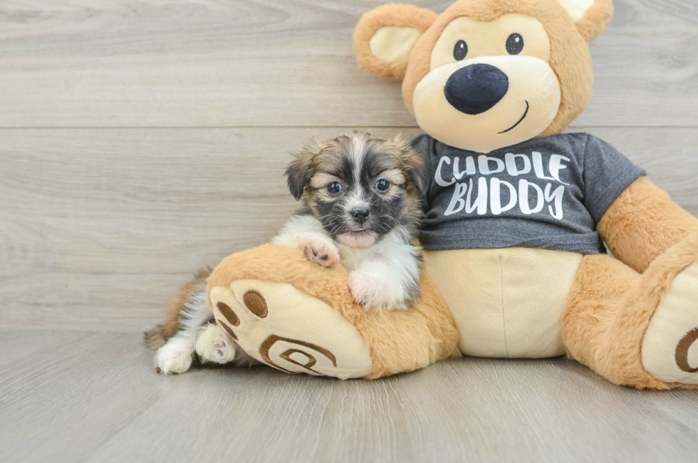 6 week old Havashu Puppy For Sale - Simply Southern Pups