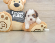 5 week old Havashu Puppy For Sale - Simply Southern Pups
