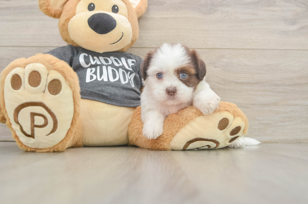 5 week old Havashu Puppy For Sale - Simply Southern Pups