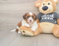 5 week old Havashu Puppy For Sale - Simply Southern Pups