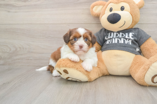 Havashu Puppy for Adoption