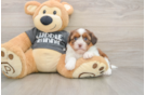 Havashu Puppy for Adoption