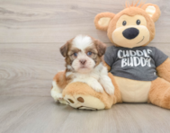 5 week old Havashu Puppy For Sale - Simply Southern Pups