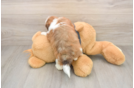 Havashu Puppy for Adoption