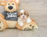 6 week old Havashu Puppy For Sale - Simply Southern Pups