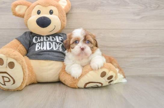 Havashu Puppy for Adoption