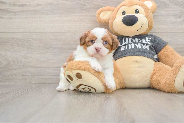 Havashu Pup Being Cute