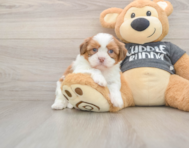 5 week old Havashu Puppy For Sale - Simply Southern Pups