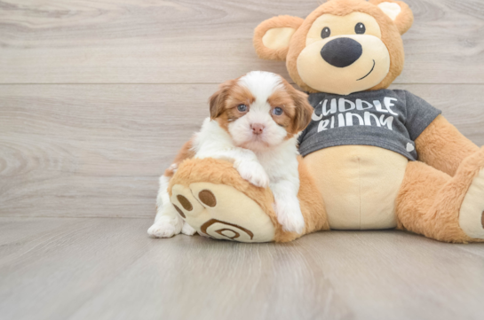 Havashu Pup Being Cute