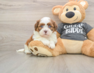 5 week old Havashu Puppy For Sale - Simply Southern Pups