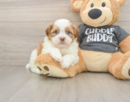 6 week old Havashu Puppy For Sale - Simply Southern Pups