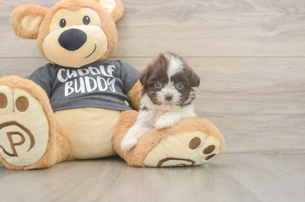 8 week old Havashu Puppy For Sale - Simply Southern Pups