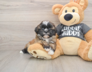 5 week old Havashu Puppy For Sale - Simply Southern Pups