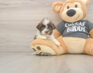 8 week old Havashu Puppy For Sale - Simply Southern Pups