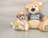 5 week old Havashu Puppy For Sale - Simply Southern Pups