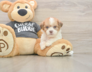 7 week old Havashu Puppy For Sale - Simply Southern Pups