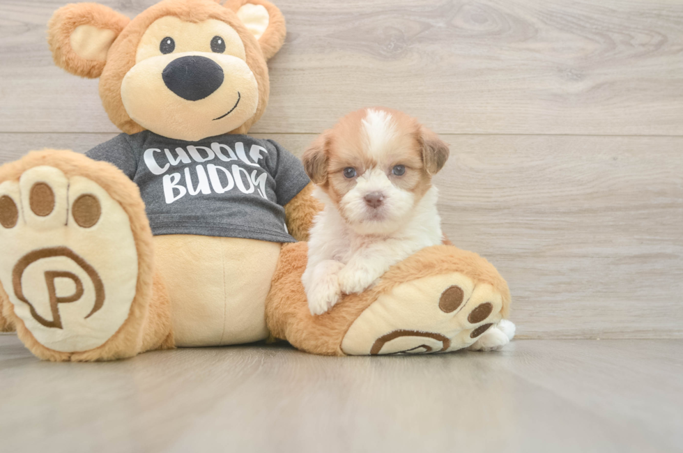 7 week old Havashu Puppy For Sale - Simply Southern Pups