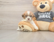 7 week old Havashu Puppy For Sale - Simply Southern Pups
