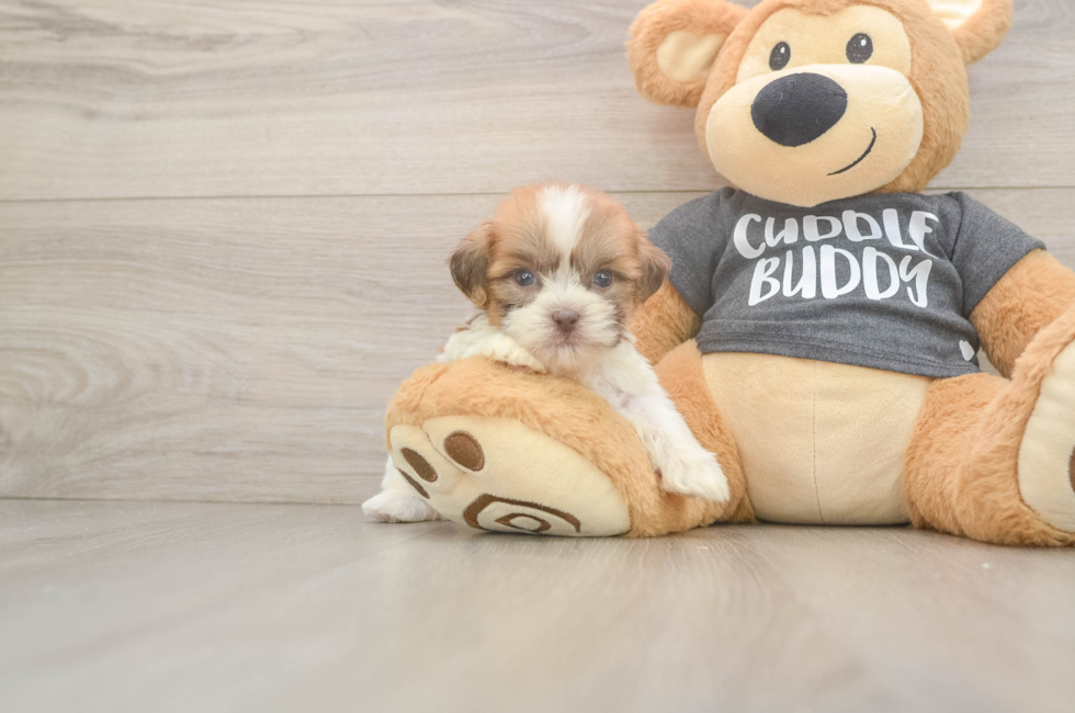 7 week old Havashu Puppy For Sale - Simply Southern Pups