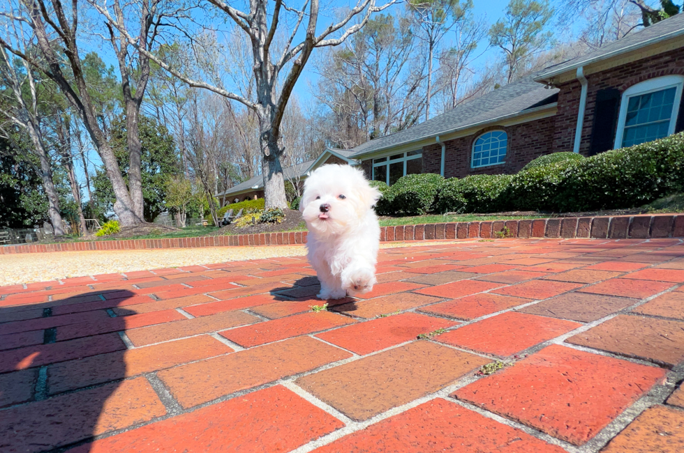 11 week old Maltese Puppy For Sale - Simply Southern Pups