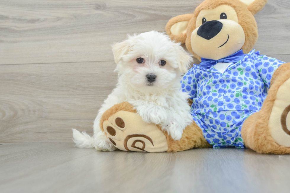 Akc Registered Maltese Baby