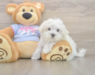 8 week old Maltese Puppy For Sale - Simply Southern Pups
