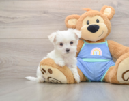 7 week old Maltese Puppy For Sale - Simply Southern Pups