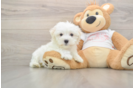 Maltese Puppy for Adoption