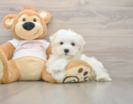 8 week old Maltese Puppy For Sale - Simply Southern Pups