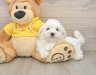 8 week old Maltese Puppy For Sale - Simply Southern Pups