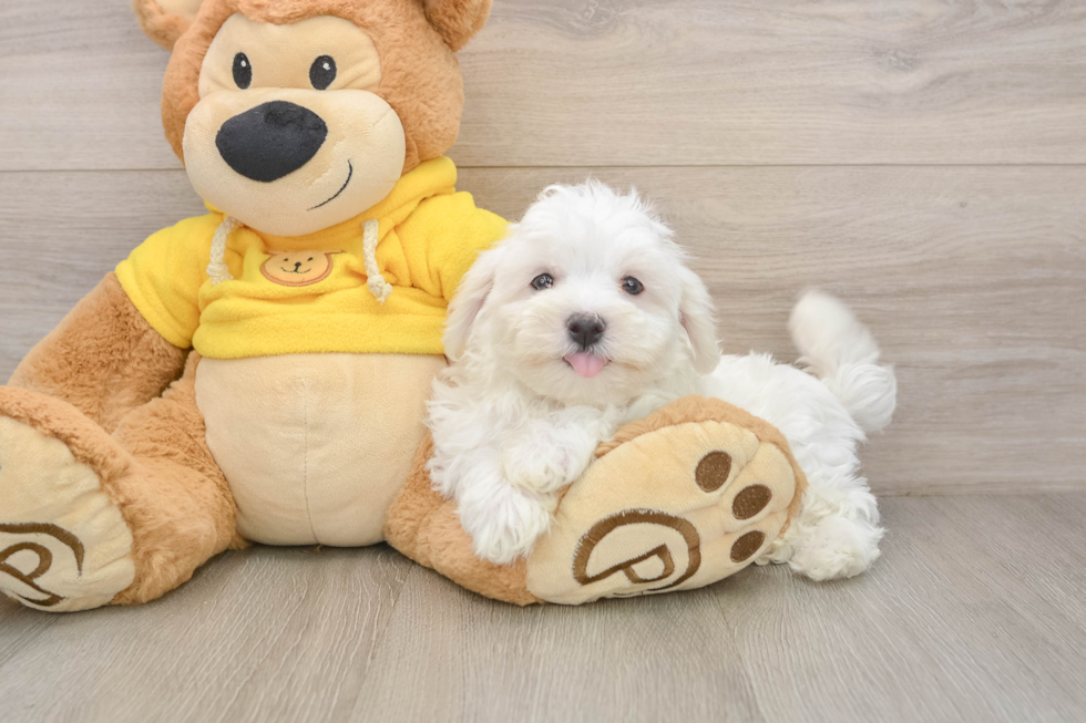 Energetic Maltese Purebred Puppy
