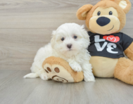 9 week old Maltese Puppy For Sale - Simply Southern Pups