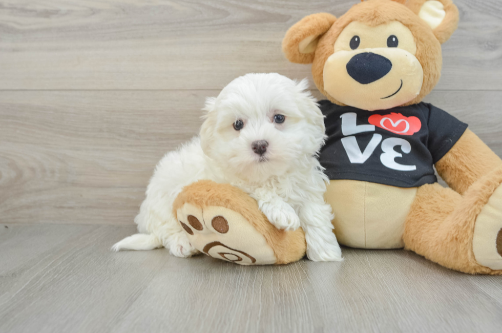 9 week old Maltese Puppy For Sale - Simply Southern Pups