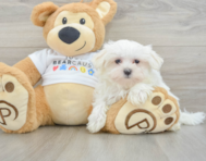 8 week old Maltese Puppy For Sale - Simply Southern Pups