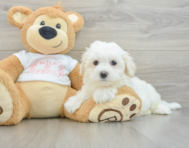8 week old Maltese Puppy For Sale - Simply Southern Pups