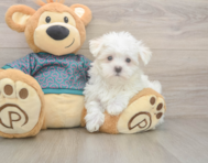 8 week old Maltese Puppy For Sale - Simply Southern Pups
