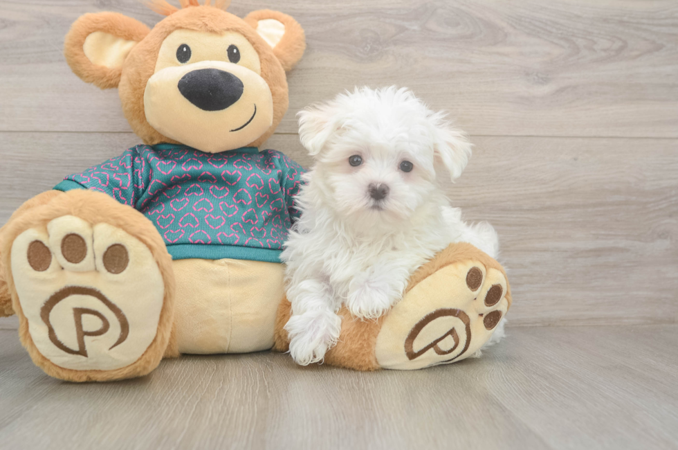 8 week old Maltese Puppy For Sale - Simply Southern Pups