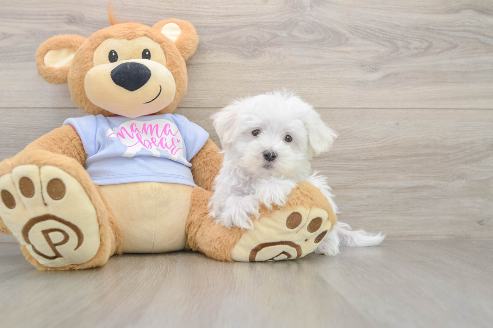 Maltese Pup Being Cute