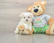 7 week old Maltese Puppy For Sale - Simply Southern Pups