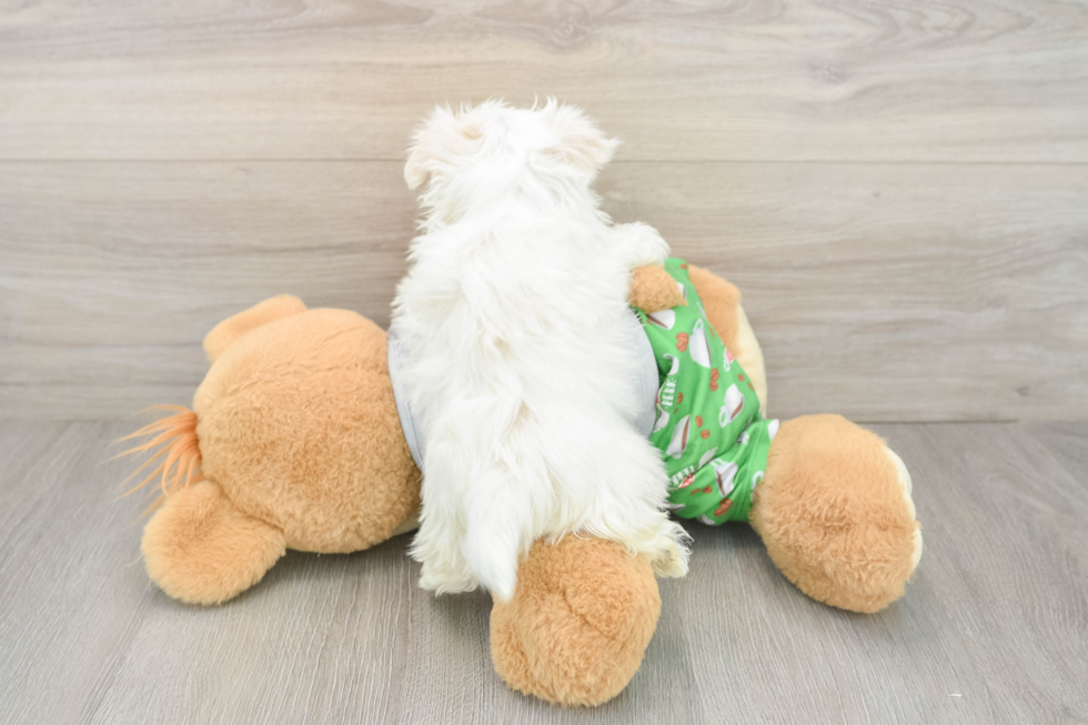 Cute Maltese Purebred Puppy